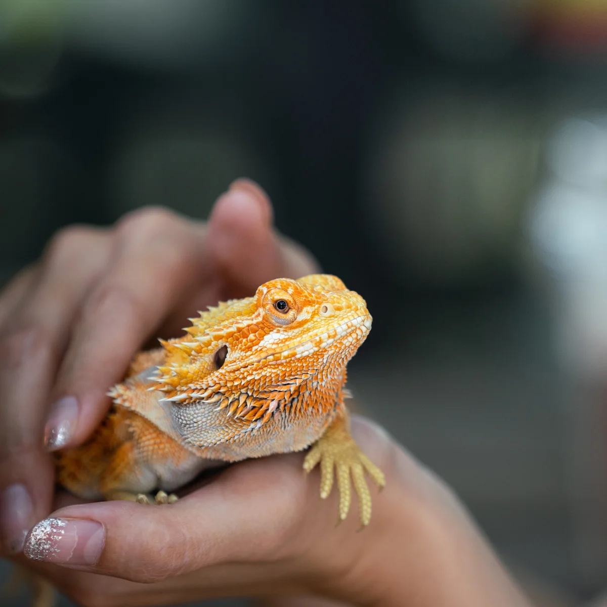 Beardie Parent Academy